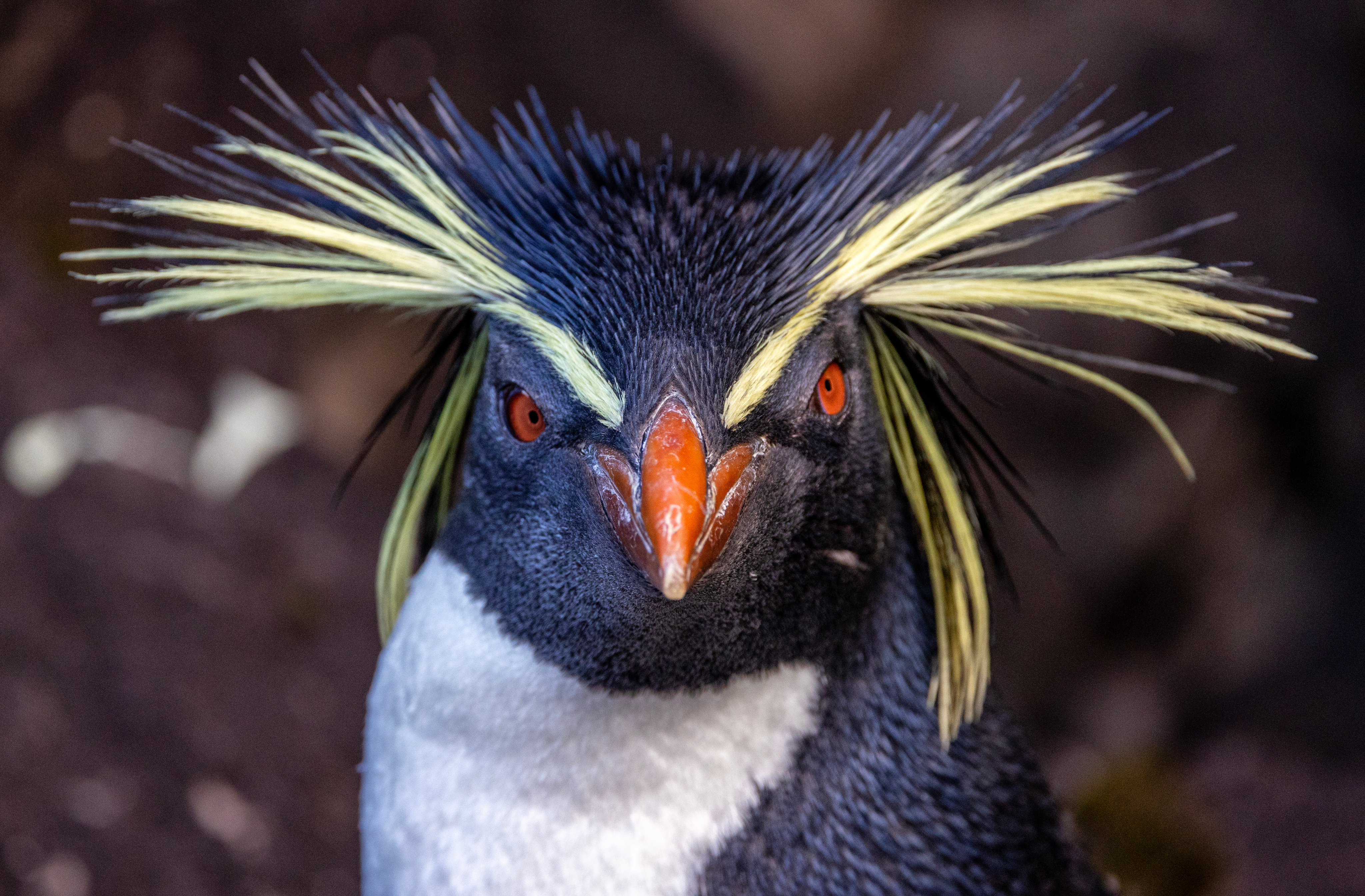 Penguins